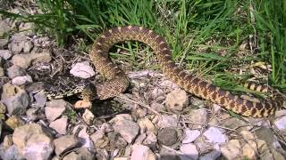 Bullsnake pt. 3