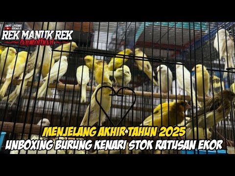 MANJELANG AKHIR TAHUN 2025 !!! UNBOXING BURUNG KENARI STOK RATUSAN EKOR