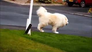 WHITE WOLVES ESCAPED FROM THEIR CAGE IN NORTHERN IRELAND