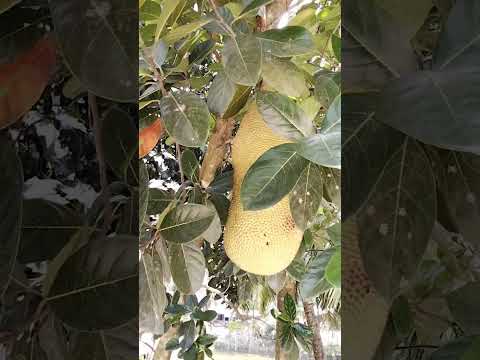 Jack fruit