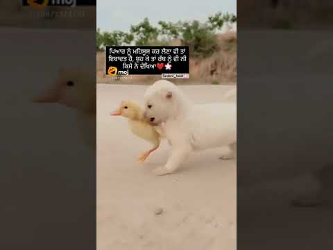 duck baby and dog baby ❤️❤️❤️#ducky  #zainul abdin #mubashir Sadiq