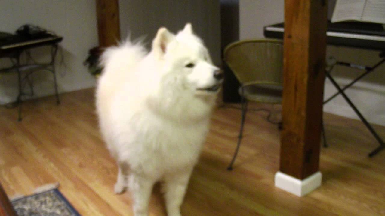 TEDDY THE SAMOYED SINGS ..THIS IS REALLY CUTE AND HILARIOUS!!! - YouTube