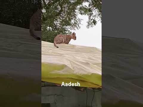 Cute Cat #shorts #short #cat #cats #catlover