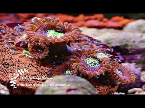 Da Capo - Dance Away The Pain (feat. Marissa Guzman)