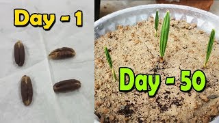 DATE SEED GERMINATION | How to Grow Date Palm Tree from Seed | Date Palm Plant - Sprouting Seeds