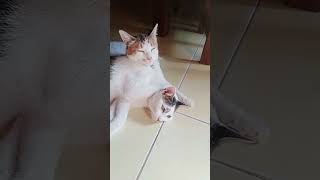 Download lagu kucing  lagi santai mp3