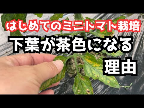 トマト: 苗の葉が黄色くなっているのはなぜですか?何をするか？  庭園