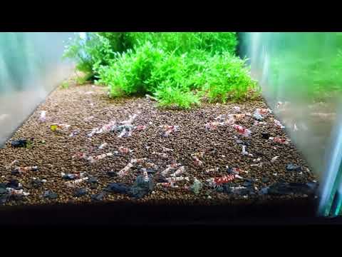 Why We Use AquaChar