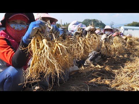 Nhân sâm  khô - quy trình chế biến sản xuất tại Hàn Quốc 