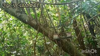 Download lagu mengajar merbah Lekir hutan untuk dijadikan pikat...#merbahlekir #zbcschannel mp3 Download lagu mengajar merbah Lekir hutan untuk dijadikan pikat...#merbahlekir #zbcschannel mp3