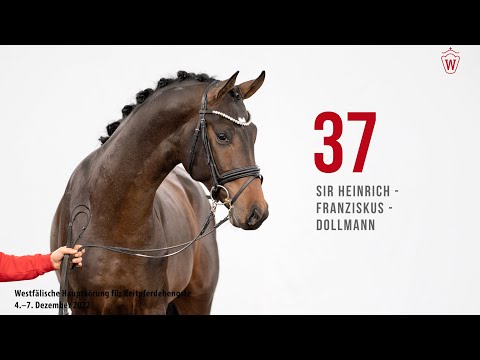 Westfälische Hauptkörung 2022 Reitpferde: Kat.Nr. 37  Sir Heinrich  -  Franziskus  -  Dollmann