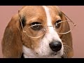 ТОП 10 самых умных собак в мире. Часть 2 
