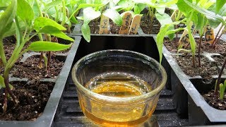 How to Use Apple Cider Vinegar to Stop Fungus Gnats in Vegetable & House Plants: Set Up Examples