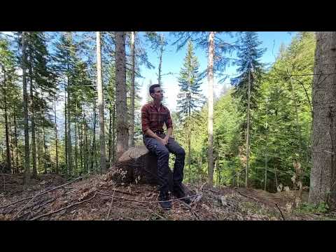 Die Naturverjüngung durch Bewirtschaftung mit Vorlichtung einleiten