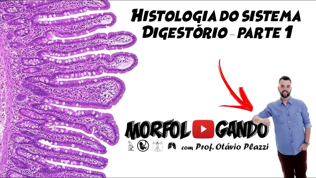 Histologia do Sistema Digestório: Parte 1/5 - Generalidades do Trato Digestório