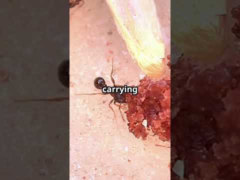 Ants on a Food Hunt: Nature's Tiny Foragers! #trendingshorts #ants