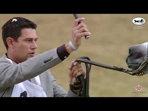 N 114 FARHAN AL ADEED   1st Qatar Arabian Breeders Cup   Colts 3 Years Old Class 6