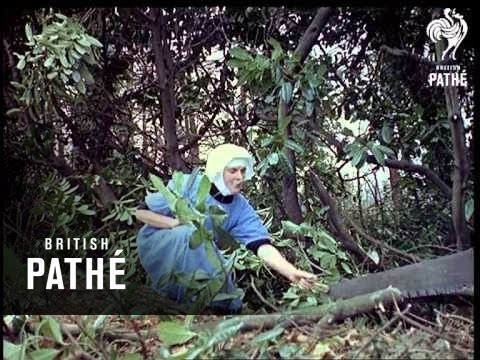 Out Takes / Cuts From Cp 377 - School Film Unit And Nuns' Vows (1962)