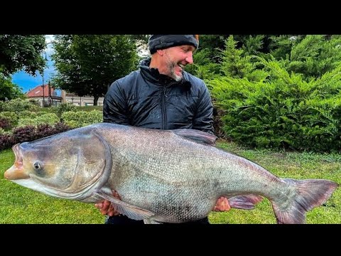 FEEDERMANIA & Venom. Rapid horgászatok az RSD-én.