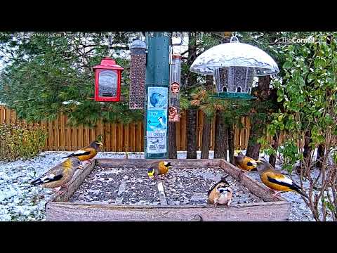 Evening Grosbeaks Congregate As Ontario FeederWatch Cam Returns! – Oct. 20, 2022