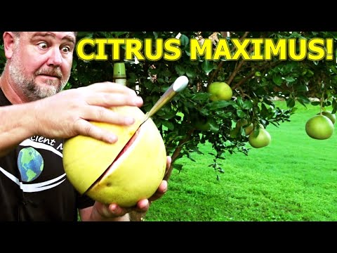 I Grew the BIGGEST CITRUS Fruit in the WORLD | Pomelo