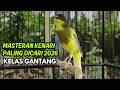 Pancingan Kenari Jitu Cepat Respon Bunyi Suara Kenari Gacor Jernih Stabil Ngeroll Panjang