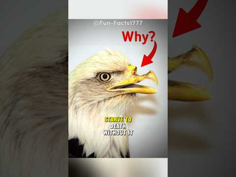 Why Eagles Break Their Beaks #shorts #animals #animalfacts