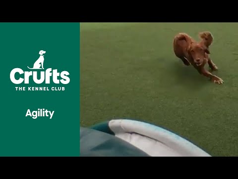 WOW MOMENT | James and Willow Smash It!! | ​Crufts 2022