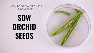 How to Grow Orchids from Seed - Orchid Seed Sowing/Flasking (Dry Pod and Green Pod)