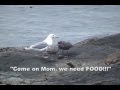 Seagull Pizza Quest 5