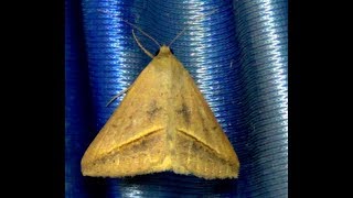 Sugarcane Looper Moth