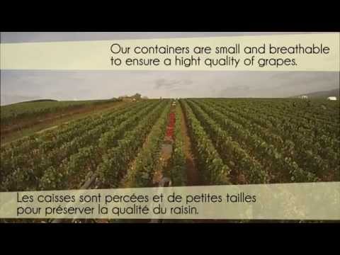 Vendange traditionnelle CHAMPAGNE Paul Dangin & Fils (onboard camera)