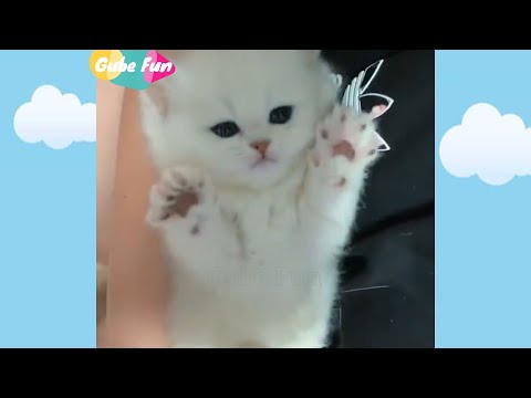Cute funny Cats and dog # 61 || Gube Fun
