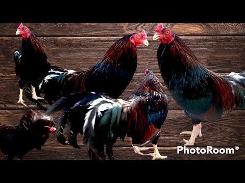 Gallos Asil Con Kelso