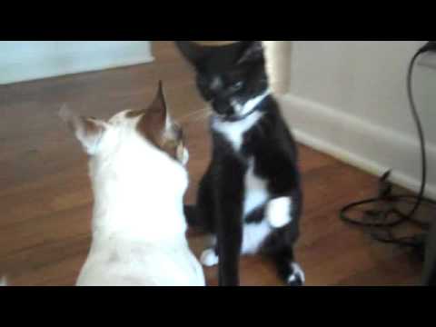 Liberace the Las Vegas Chihuahua & Dagan's Brasilian Cat BeBe - awesome fight in house