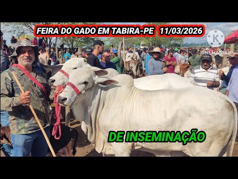 Feira de Gado de Tabira-PE dia 11/03/26