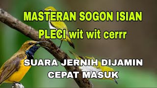 Download lagu Masteran sogon materi pleci wit wit. Buat pancingan dan masteran sangat rekomendasi mp3 Download lagu Masteran sogon materi pleci wit wit. Buat pancingan dan masteran sangat rekomendasi mp3