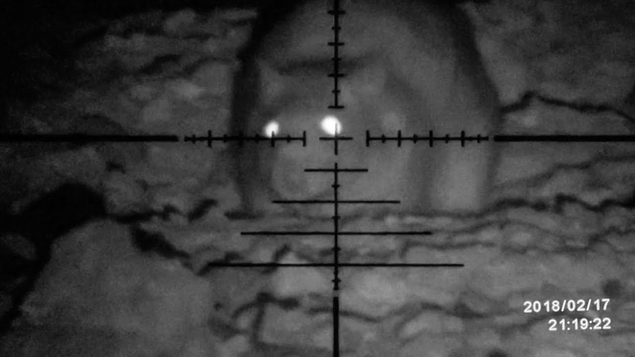 Airgun Hunting So Many Rats!!!