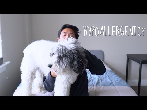2nd YouTube video about are aussiedoodle hypoallergenic
