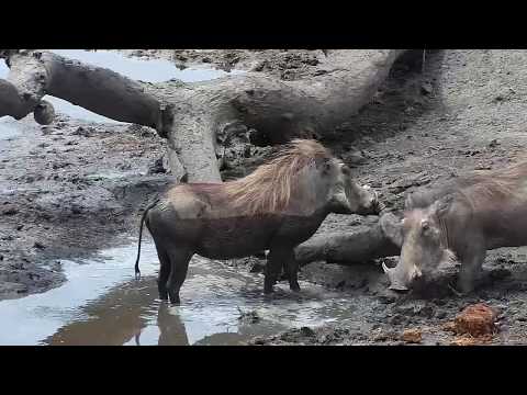 Djuma: Warthogs - 12:28 - 10/14/19