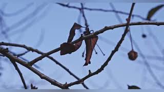 Снова осень  Matt  Monroe JJM Band mattandmonroejjmband шансон chanson relaxmusic  autumn