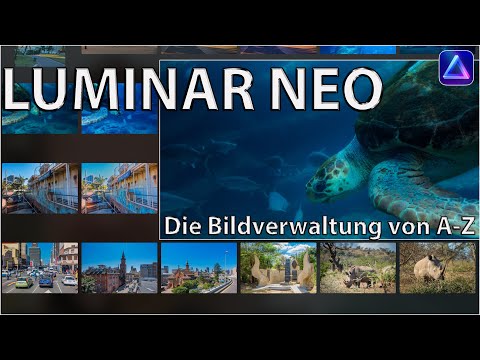 Luminar Neo Albums and Catalogs – Explained Step by Step