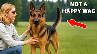 What Your Dog’s Tail Is Actually Telling You