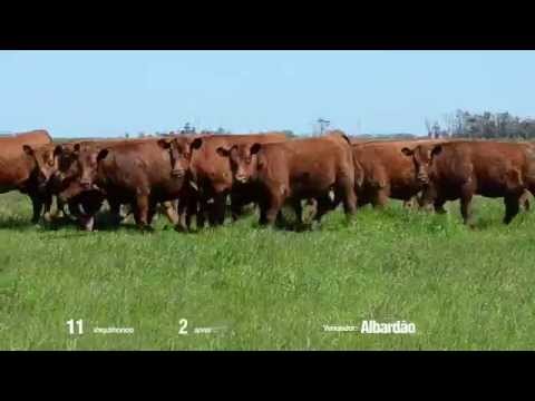 14º Remate Só Angus - Albardão. Vaquilhonas