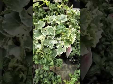 ツタは寄生木に悪いですか？伐採するとどんなメリットがありますか？