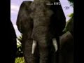 American Elephant Trumpet