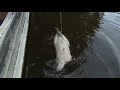 Piranha In Real Life