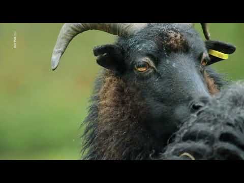 Das verborgene Leben der Bauernhoftiere 4/4 - Winter – Im Schutz des Stalls