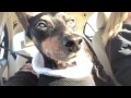 Nico The Minpin First Video