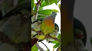 Download lagu suara pikat burung punai paling ampuh mp3